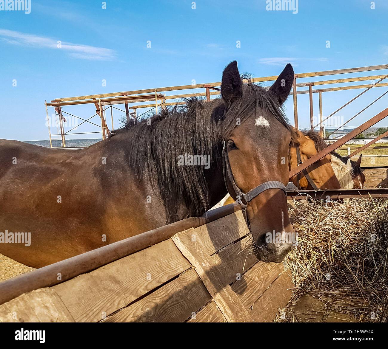 Chevaux dans un club de chevaux mangeant du foin par temps ensoleillé. Portrait d'un cheval brun à l'extérieur Banque D'Images