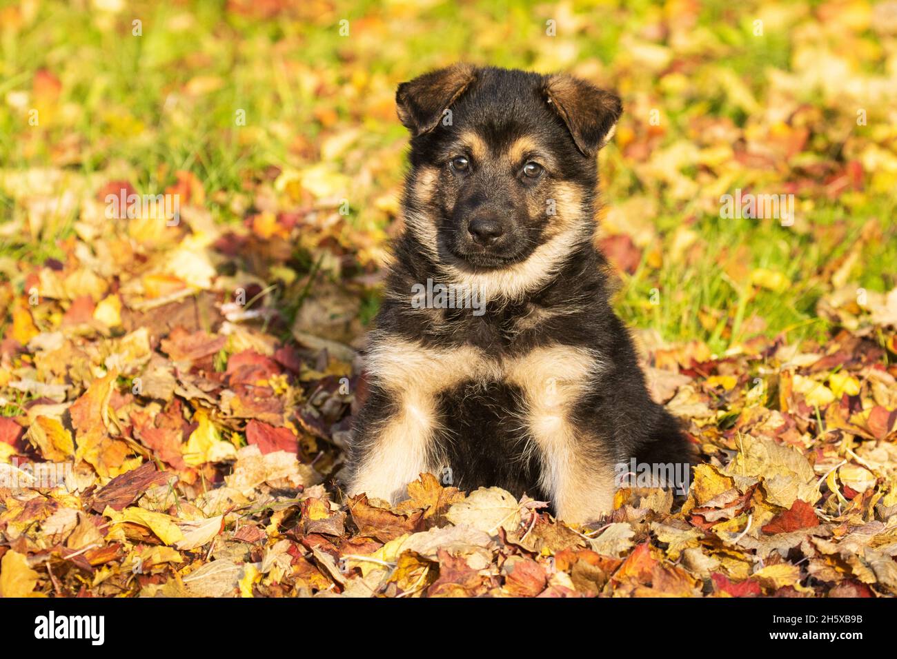 Un petit chiot incroyablement adorable, assis sur des feuilles mortes d'automne en Europe. Banque D'Images