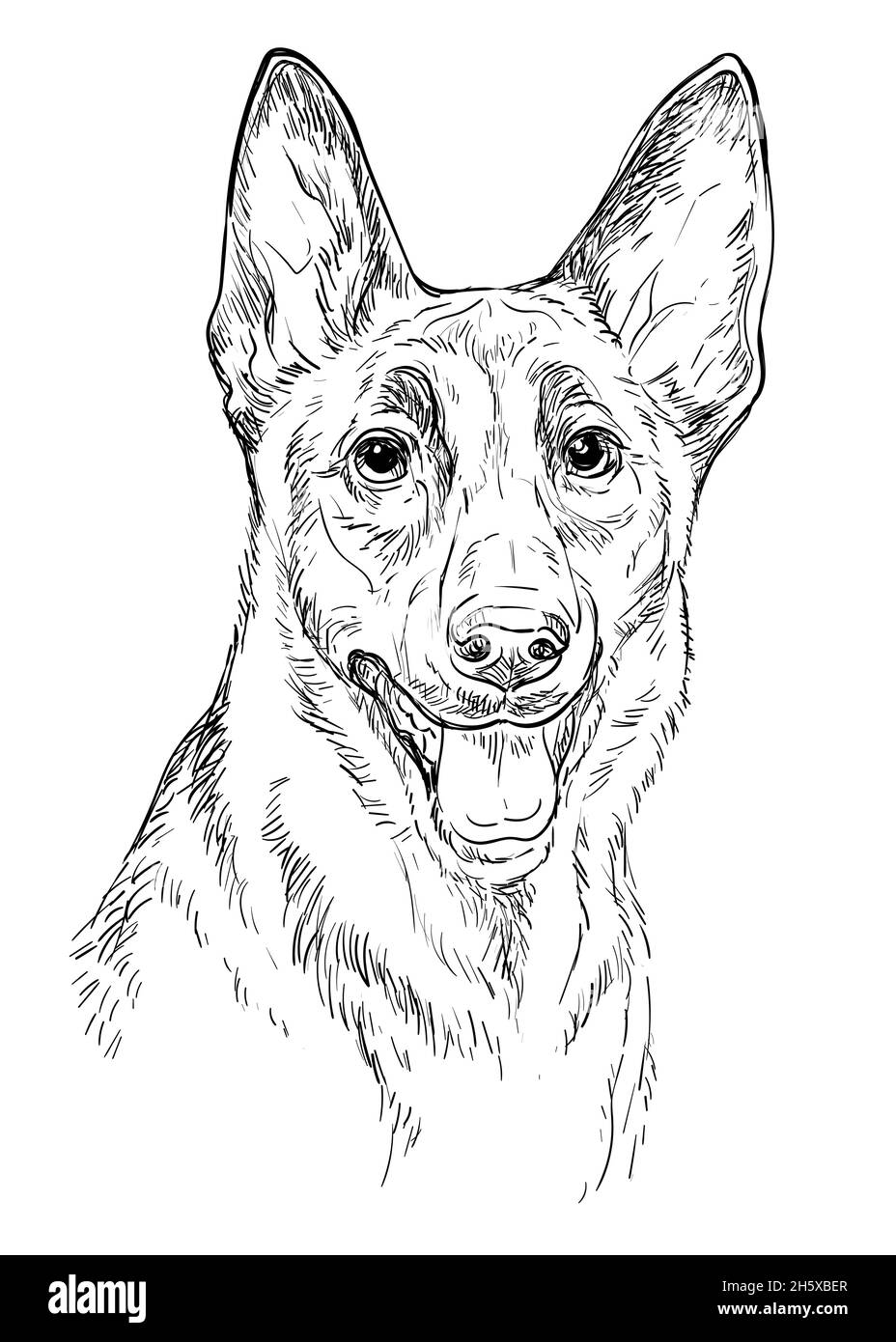 Tête réaliste de berger belge chien malinois vecteur main dessin illustration isolée sur fond blanc.Pour la décoration, les pages de livre de coloriage, de Illustration de Vecteur