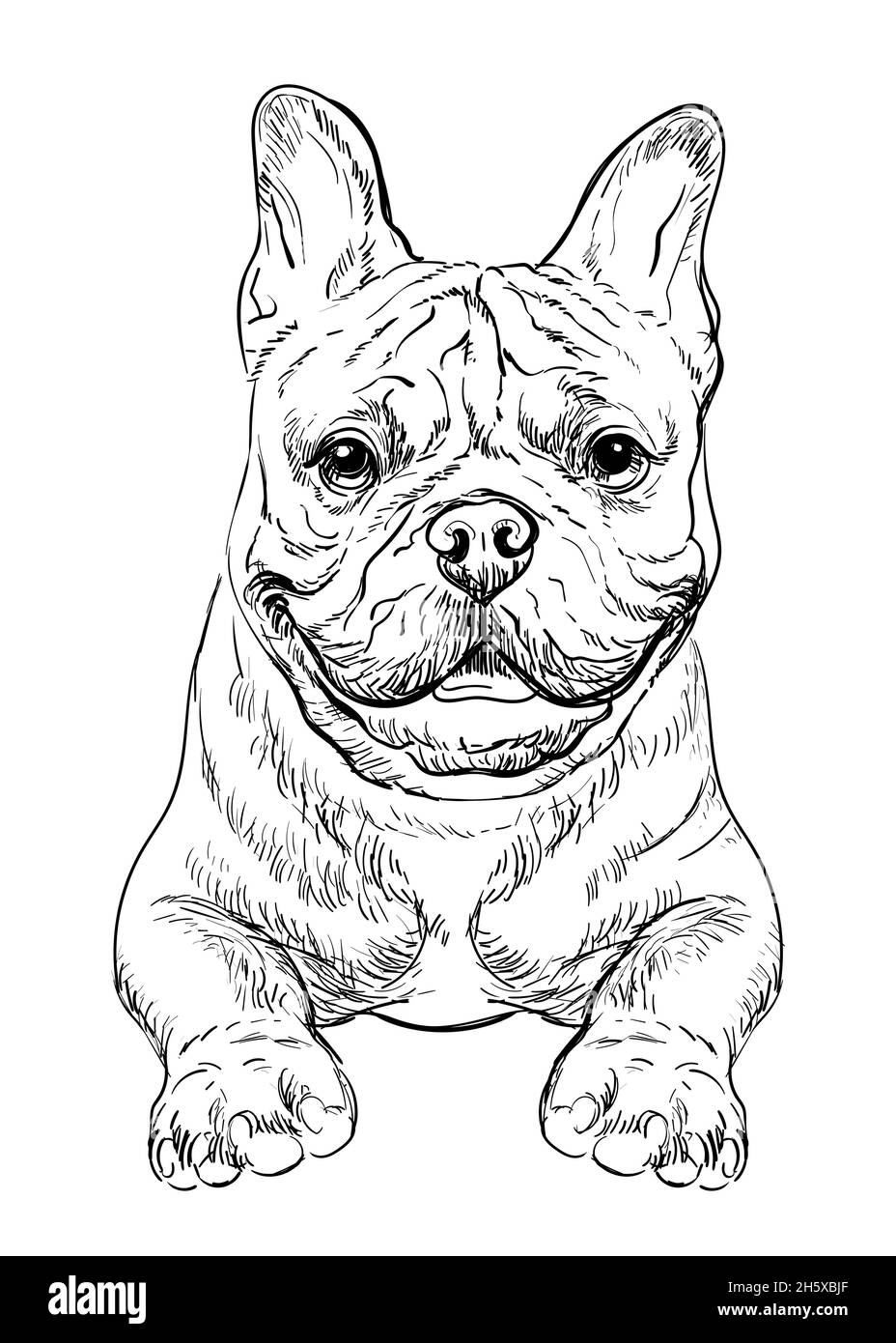 Tête réaliste de chien français bulldog vecteur main dessin illustration isolée sur fond blanc.Pour la décoration, les pages de livre de coloriage, la conception, l'impression Illustration de Vecteur