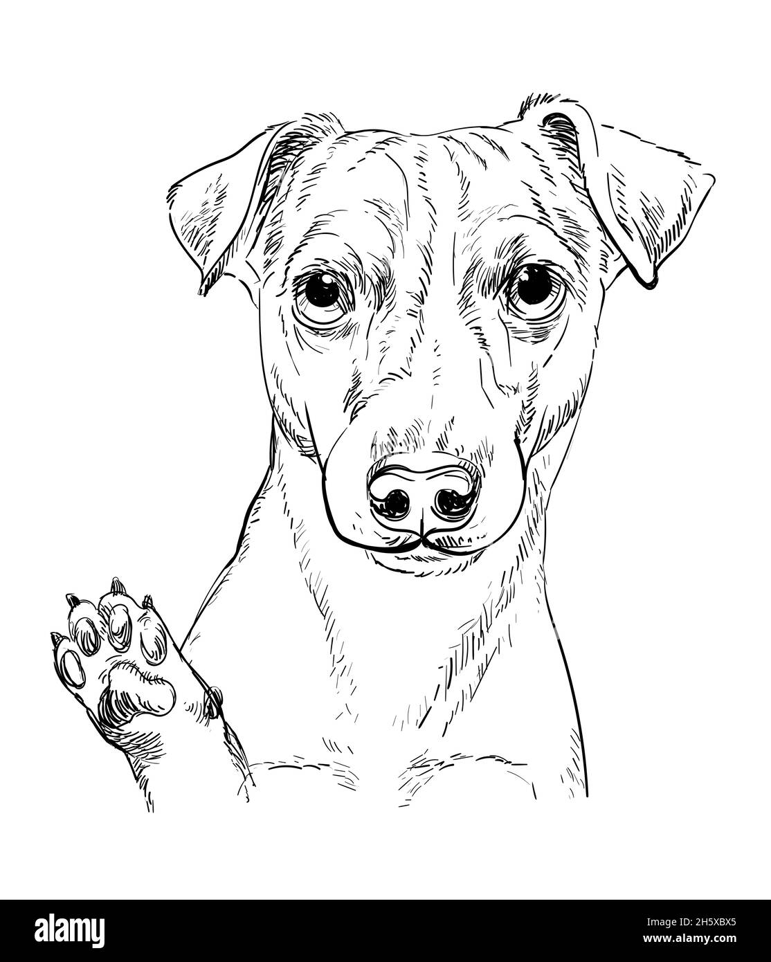 Tête réaliste de Jack russel chien terrier vecteur dessin main illustration isolée sur fond blanc.Pour la décoration, les pages de livre de coloriage, la conception, Illustration de Vecteur