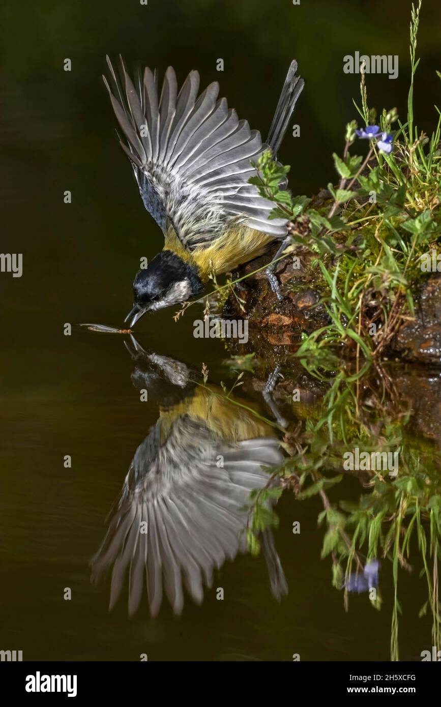 Vue latérale d'un joli oiseau de robin européen qui survole le lac avec des ailes et de l'eau potable Banque D'Images