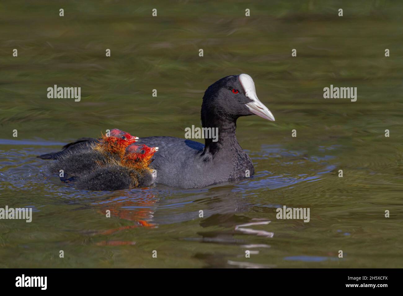 Vue latérale de l'oiseau de cuisine eurasien gracieux avec plumage noir et bec blanc et bouclier frontal nageant dans le lac avec de mignons canetons Banque D'Images