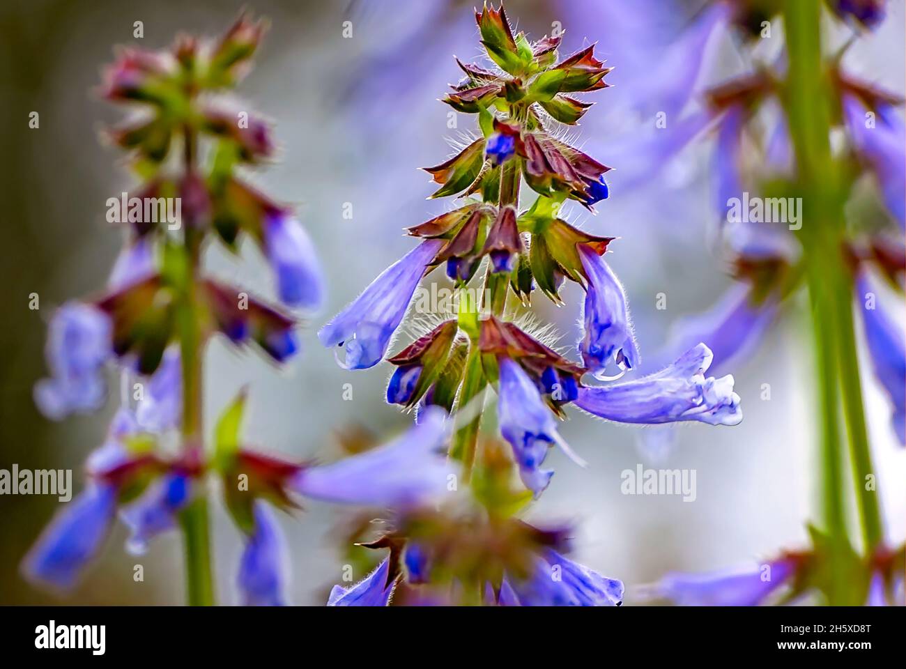 La sauge lyreleaf (Salvia lyrata) pousse à l'état sauvage dans un champ, le 28 mars 2011, à Mobile, Alabama.La sauge lyreleaf est également connue sous le nom de sauge sauvage ou cancerweed. Banque D'Images