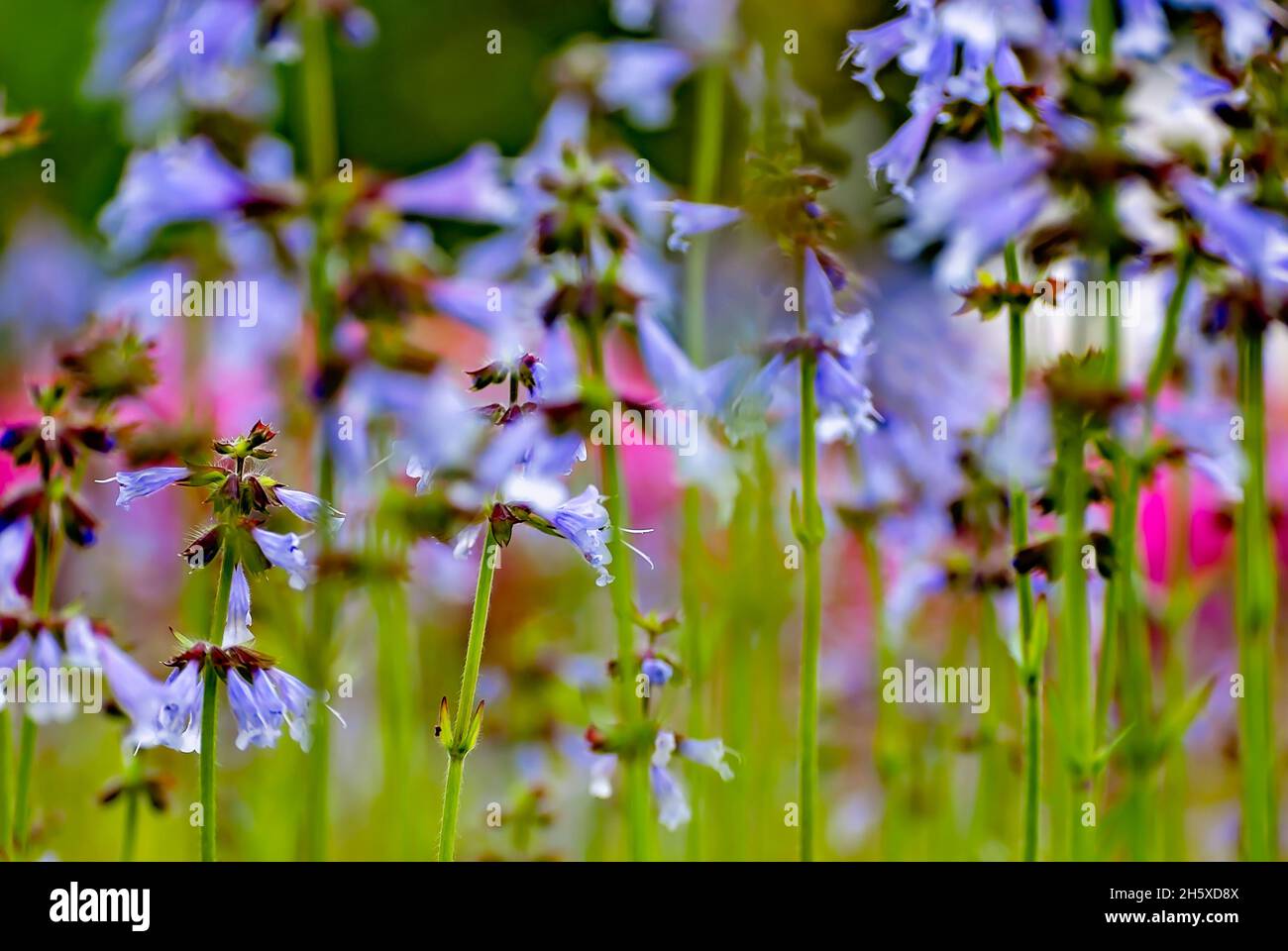 La sauge lyreleaf (Salvia lyrata) pousse à l'état sauvage dans un champ, le 28 mars 2011, à Mobile, Alabama.La sauge lyreleaf est également connue sous le nom de sauge sauvage ou cancerweed. Banque D'Images