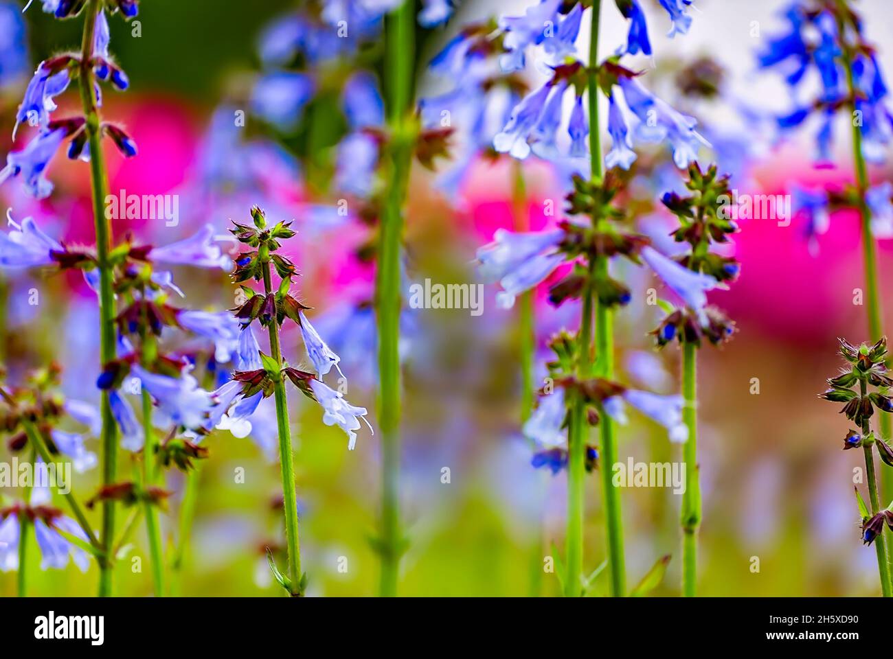 La sauge lyreleaf (Salvia lyrata) pousse à l'état sauvage dans un champ, le 28 mars 2011, à Mobile, Alabama.La sauge lyreleaf est également connue sous le nom de sauge sauvage ou cancerweed. Banque D'Images
