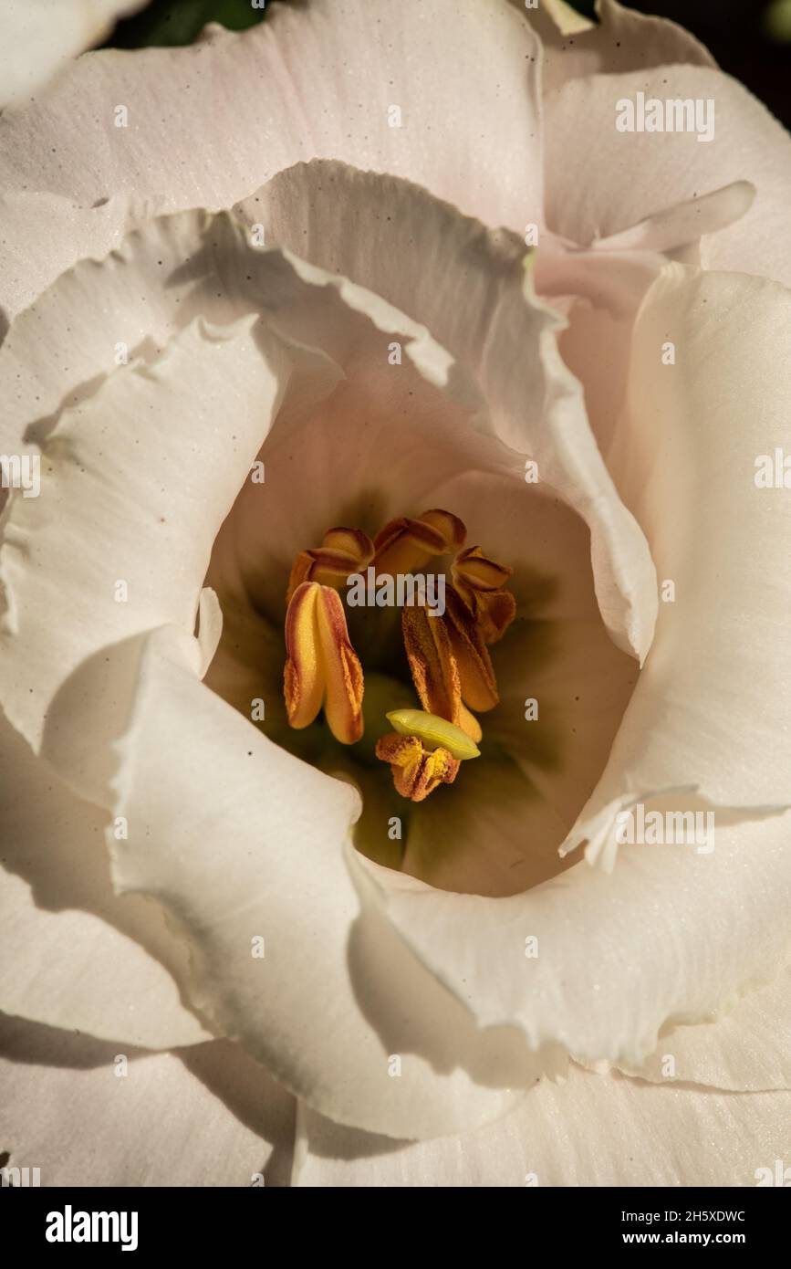 Vue de dessus d'un bourgeon luxuriant de gentiane blanc de prairie avec des étamines à la lumière du jour Banque D'Images