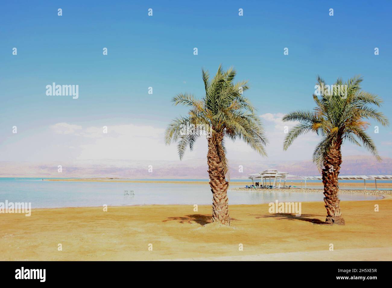 Deux palmiers sur la mer morte. Pelouse et palmier sur le quai près d'une plage médicale sur la mer Morte en Israël Banque D'Images