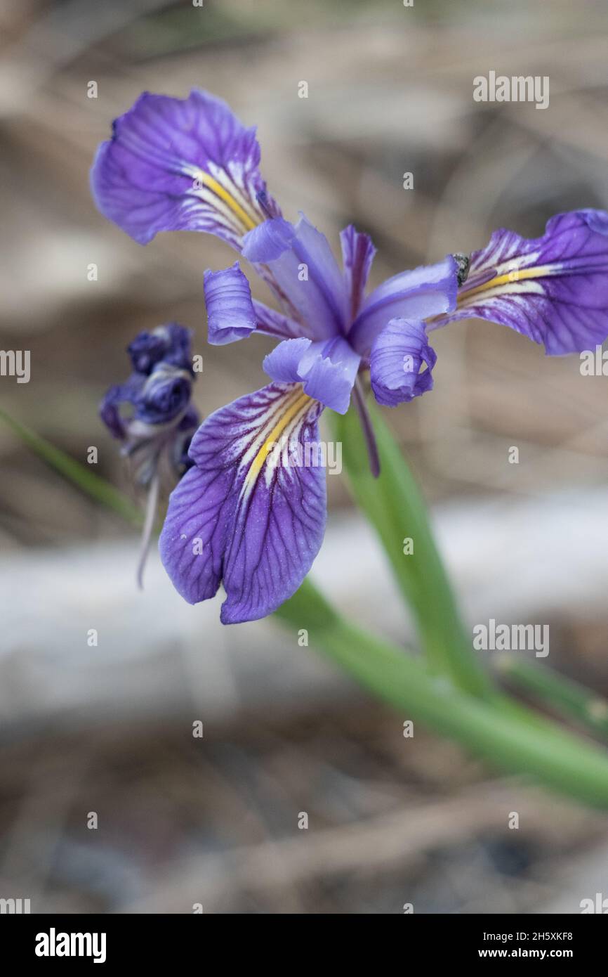 Inflorescence à cyme à fleurs violettes de Western Mountain Blue, Iris Missouriensis, Iridaceae, originaire des monts San Bernardino, Springtime. Banque D'Images