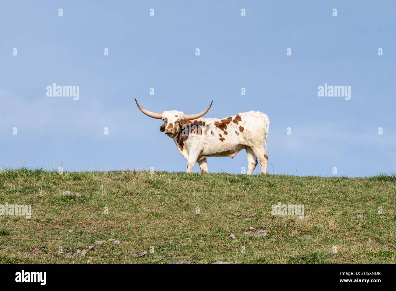 La vache longhorn du Texas pâture sur une colline verdoyante.Prise de vue sous un angle faible Banque D'Images