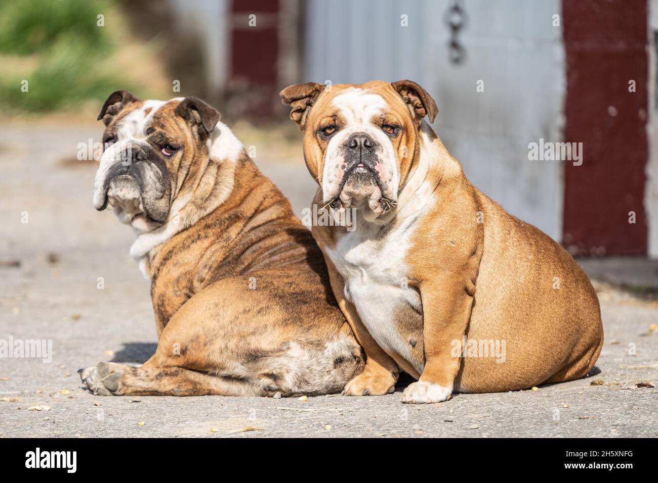 Deux anciens Bulldogs anglais s'assoient pour protéger leur ferme de la vue de l'appareil photo Banque D'Images
