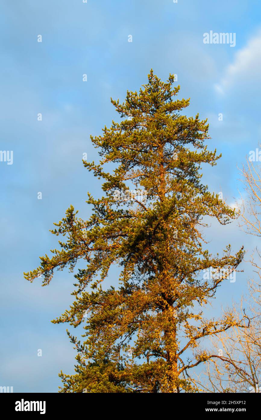 PIN gris (Pinus banksiana) dans la forêt boréale à l'aube au début du printemps, Timmins, Ontario, Canada Banque D'Images