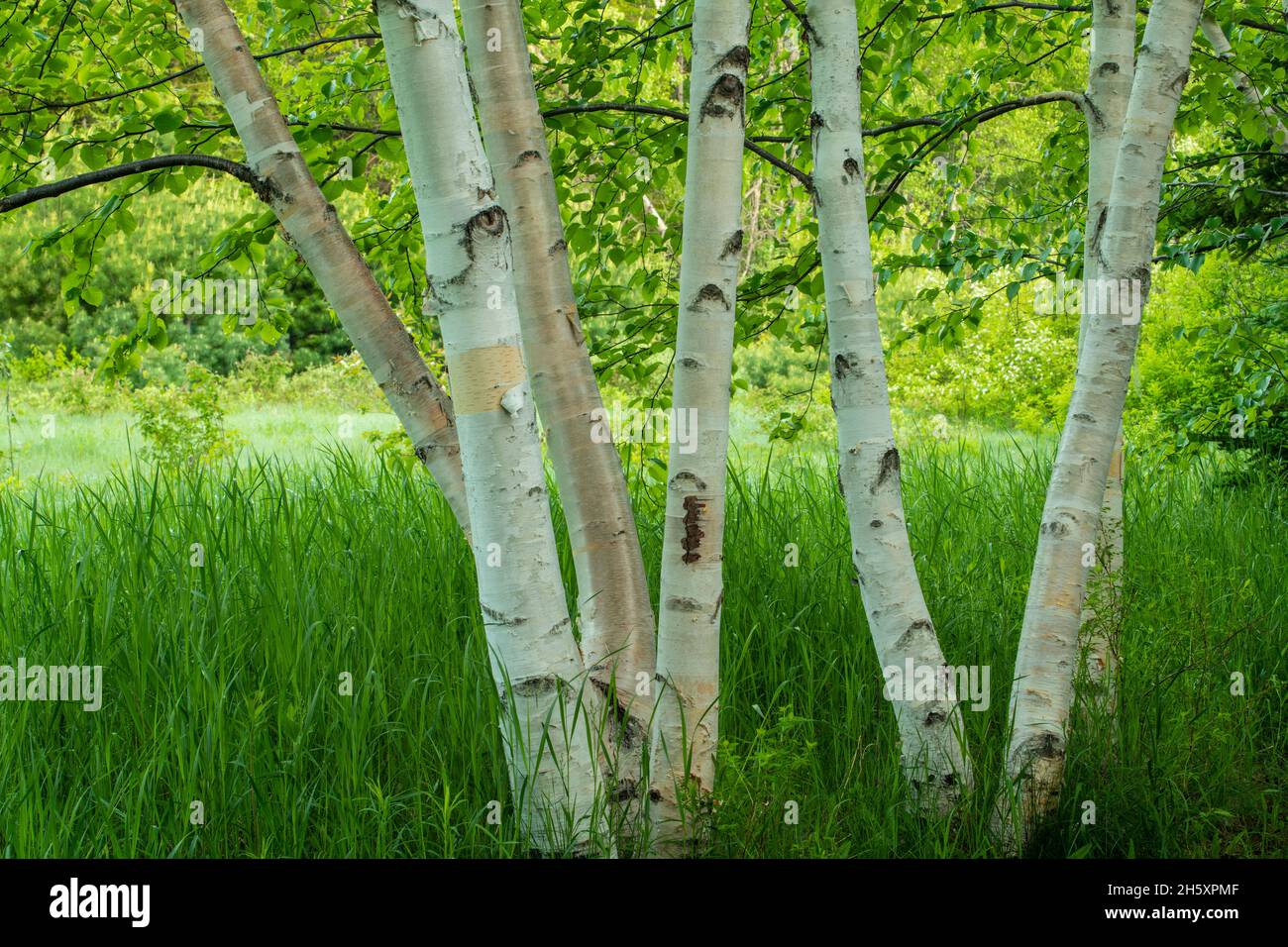 Bois de bouleau, réserve naturelle de Daly point, Bathurst, Nouveau-Brunswick, N.-B., Canada Banque D'Images