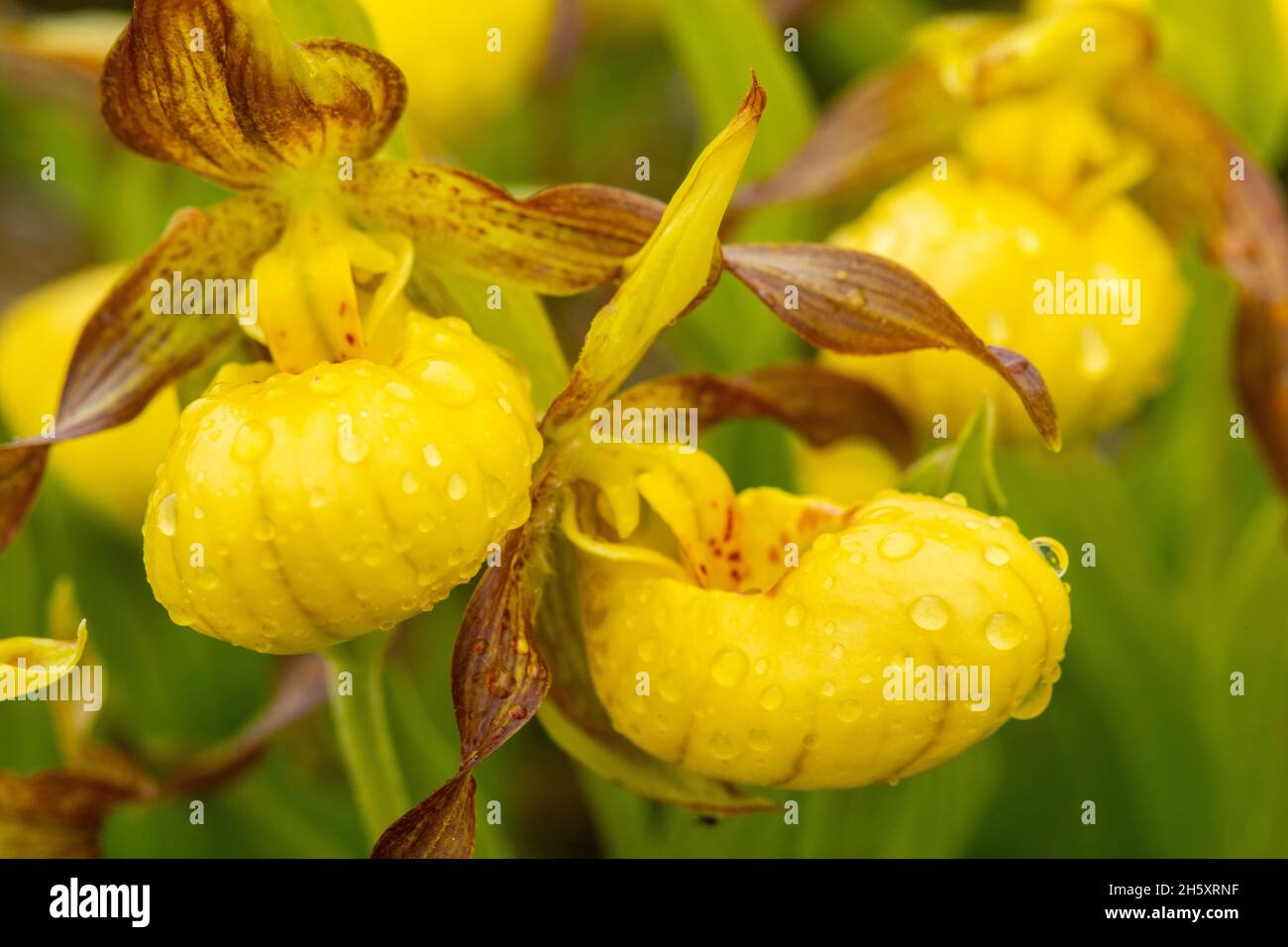 Cypripedium calceolus, Lower Cove, Terre-Neuve-et-Labrador, T.-N.-L., Canada Banque D'Images
