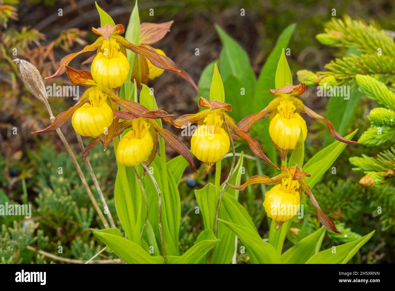Cypripedium calceolus, Jerrys Nose on the Port au Port Peninsula, Terre-Neuve-et-Labrador, T.-N.-L., Canada Banque D'Images