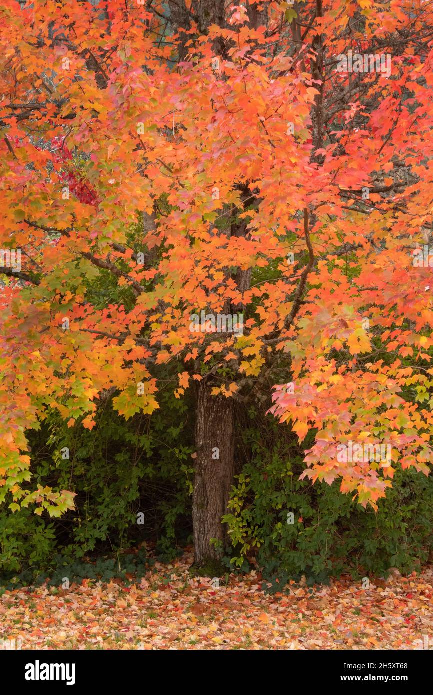 Feuilles d'automne de l'érable rouge (Acer rubrum), Oregon, novembre Banque D'Images
