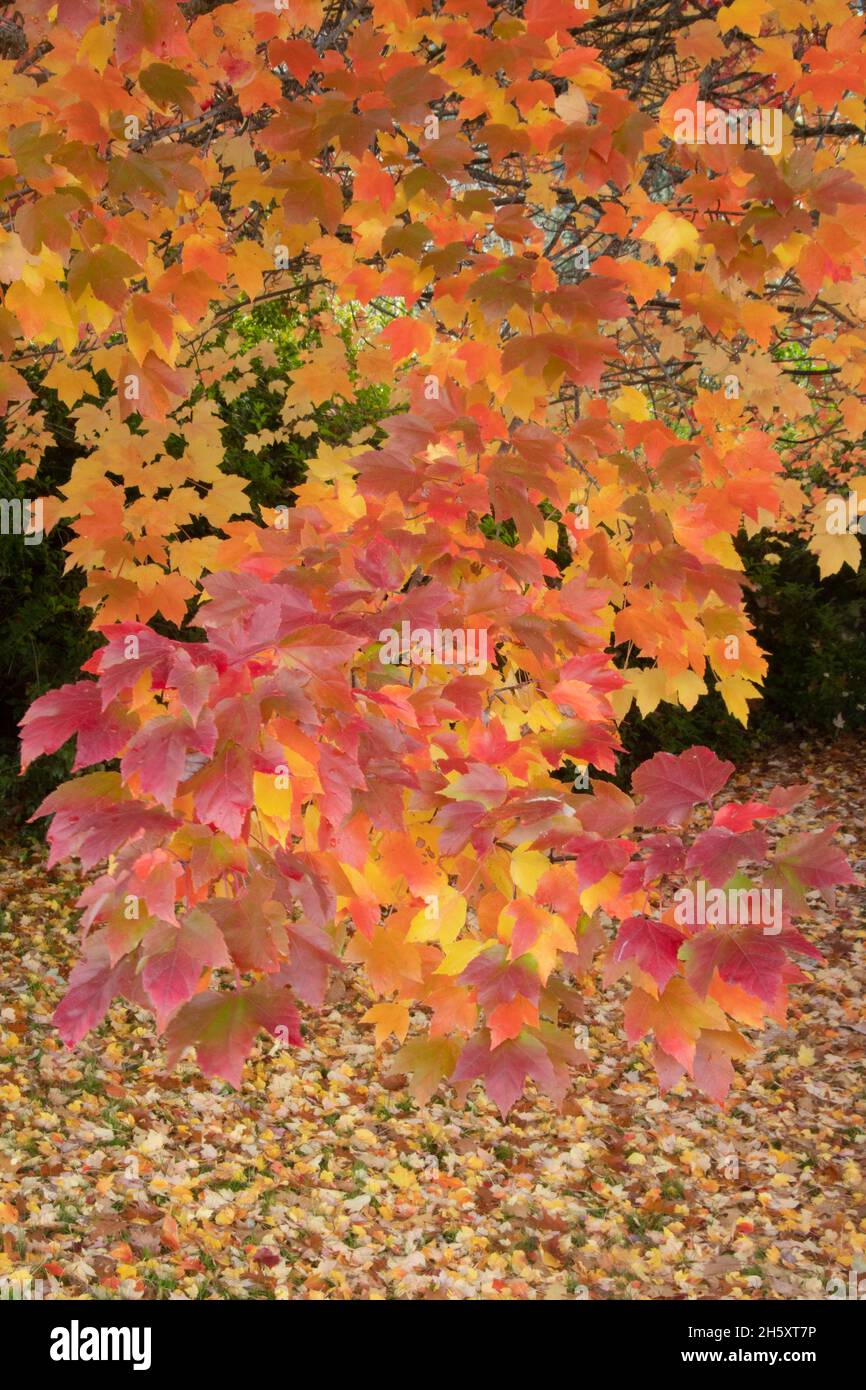 Feuilles d'automne de l'érable rouge (Acer rubrum), Oregon, novembre Banque D'Images