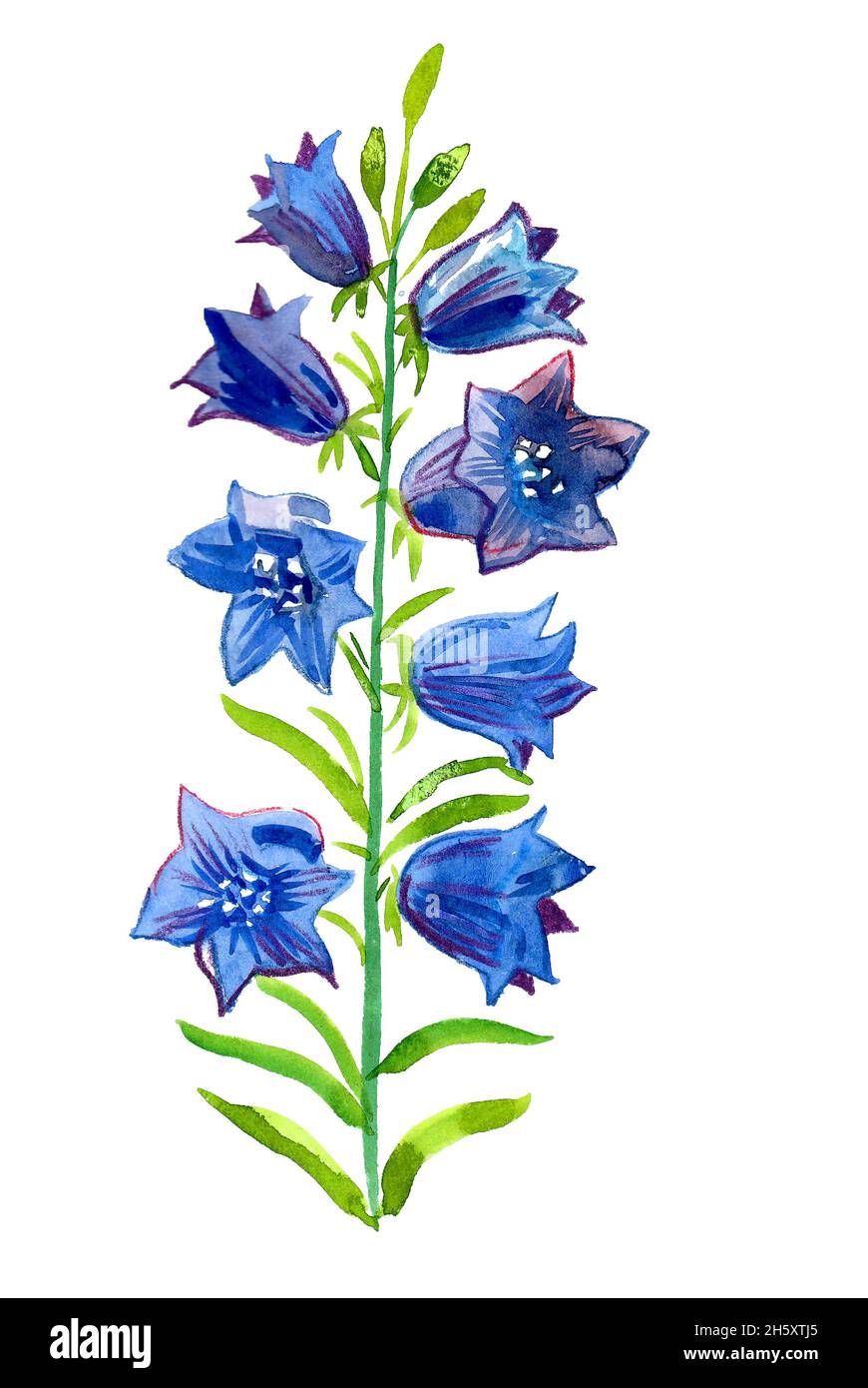 Fleurs bleues.Dessin à l'encre et aquarelle Photo Stock - Alamy