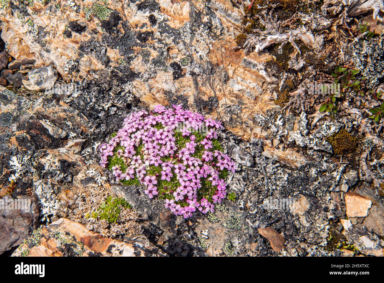Affleurement rocheux avec campion de mousse à fleurs (Silene aculis), Ship Cove, Terre-Neuve-et-Labrador, T.-N.-L., Canada Banque D'Images