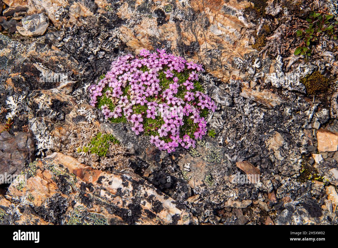 Affleurement rocheux avec campion de mousse à fleurs (Silene aculis), Ship Cove, Terre-Neuve-et-Labrador, T.-N.-L., Canada Banque D'Images