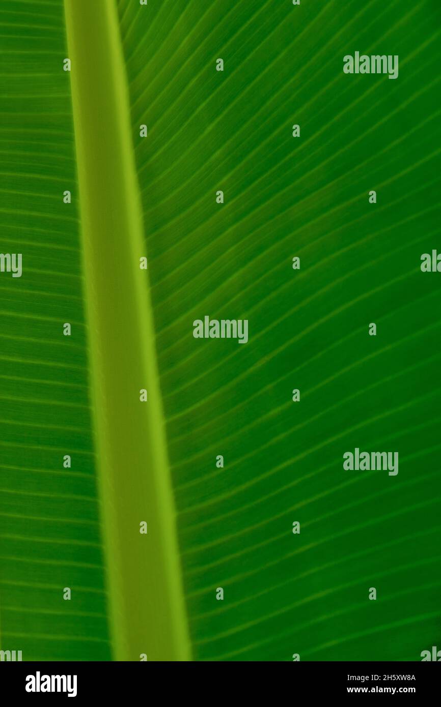Arrière-plan de feuilles exotiques.Texture des feuilles vertes d'un palmier banane.Gros plan. Banque D'Images