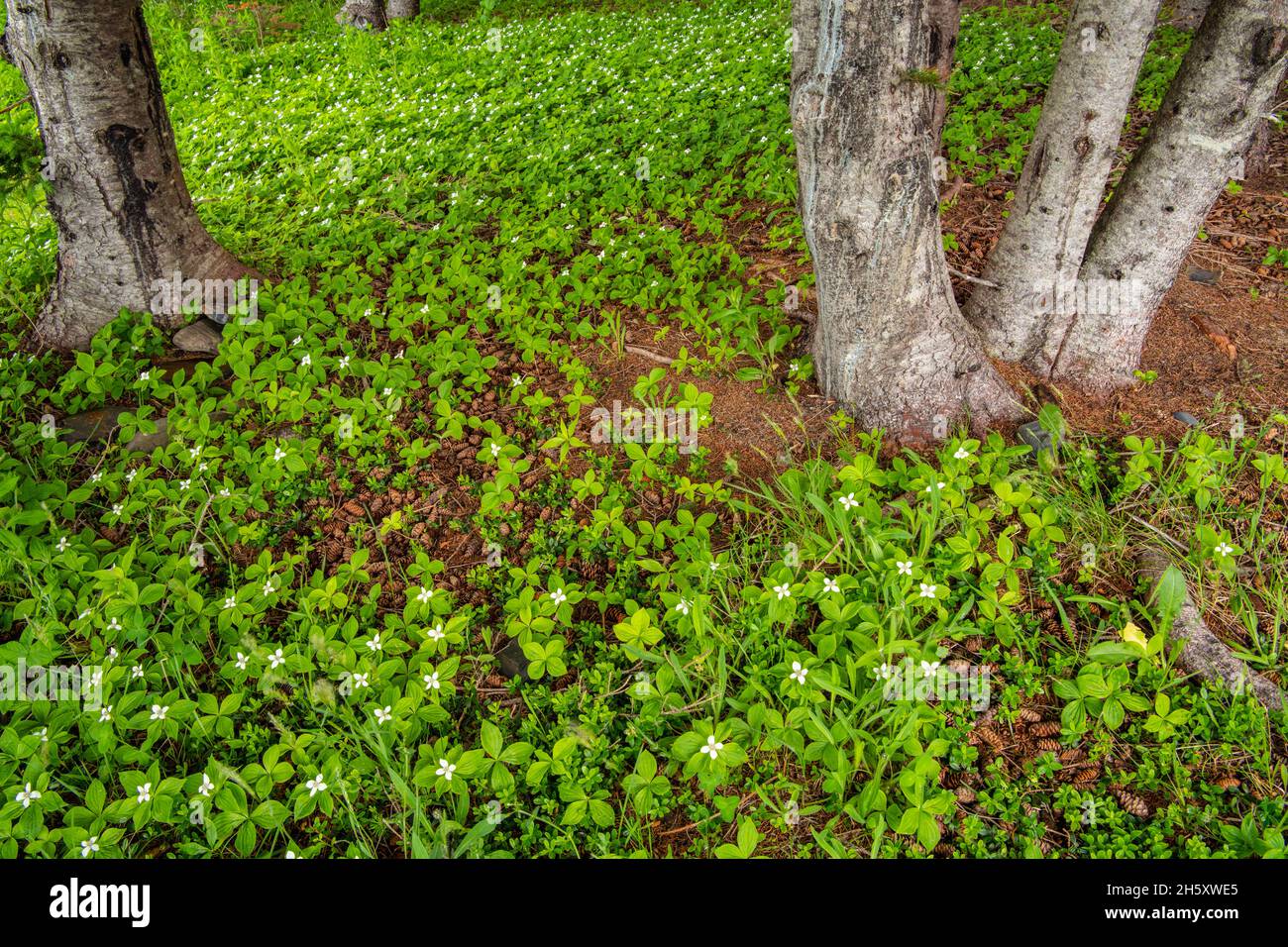 Baie de bec (Cornus canadensis( colonie florale, Elliston, Terre-Neuve-et-Labrador, T.-N.-L., Canada Banque D'Images