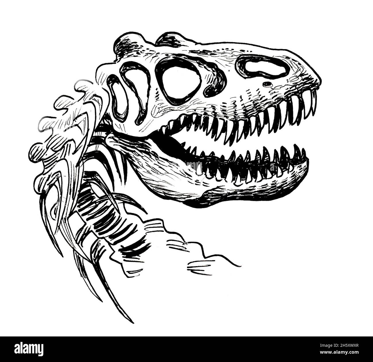 Crâne de tyrannosaurus rex.Dessin noir et blanc Banque D'Images