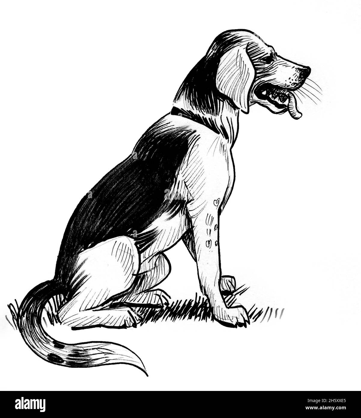 Chien de chasse assis.Dessin noir et blanc Banque D'Images