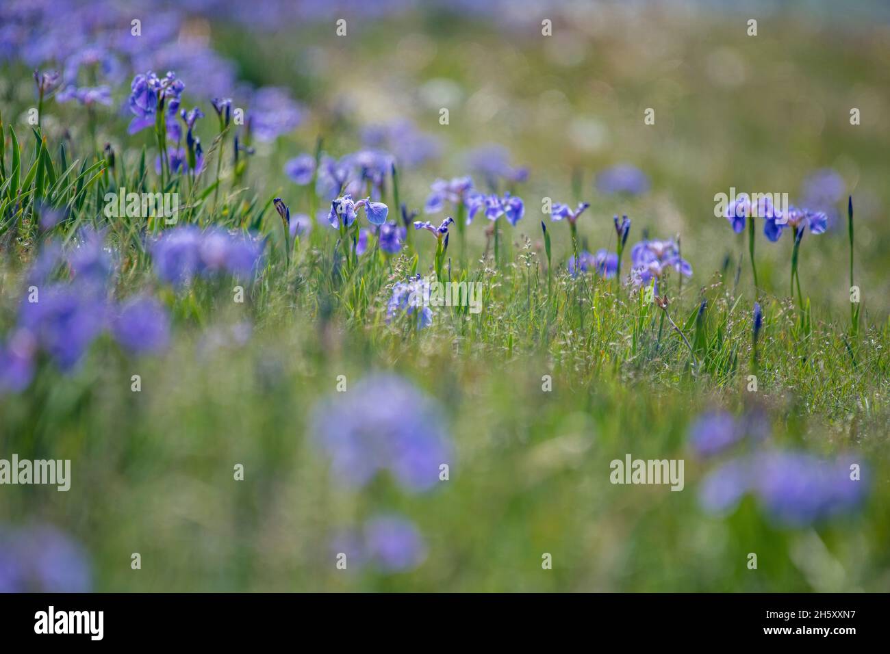 Hooker's Iris (Iris hookeri), Bonavista, Terre-Neuve-et-Labrador, T.-N.-L., Canada Banque D'Images