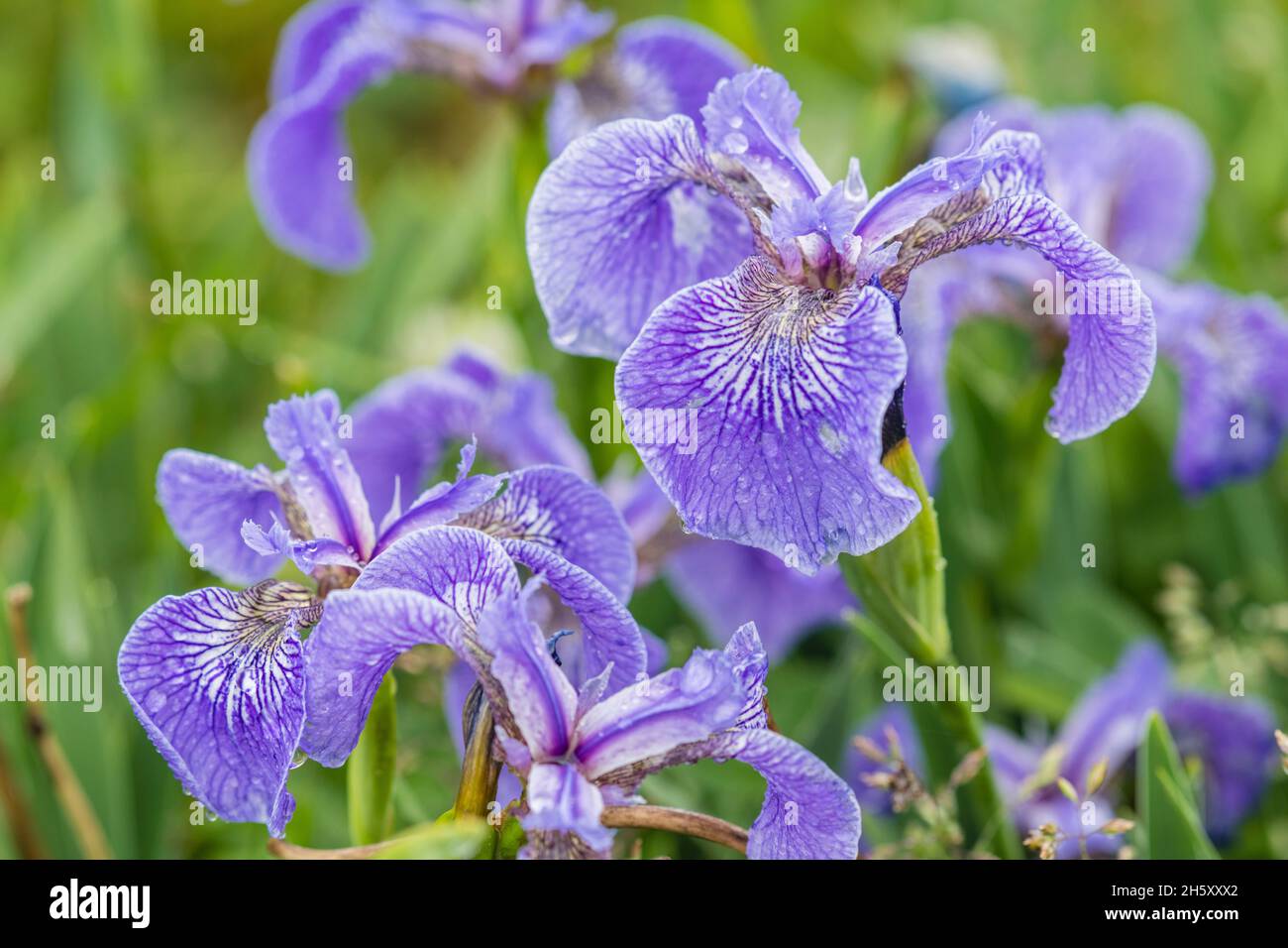 Hooker's Iris (Iris hookeri), Parc provincial Dungeons, Terre-Neuve-et-Labrador, T.-N.-L., Canada Banque D'Images