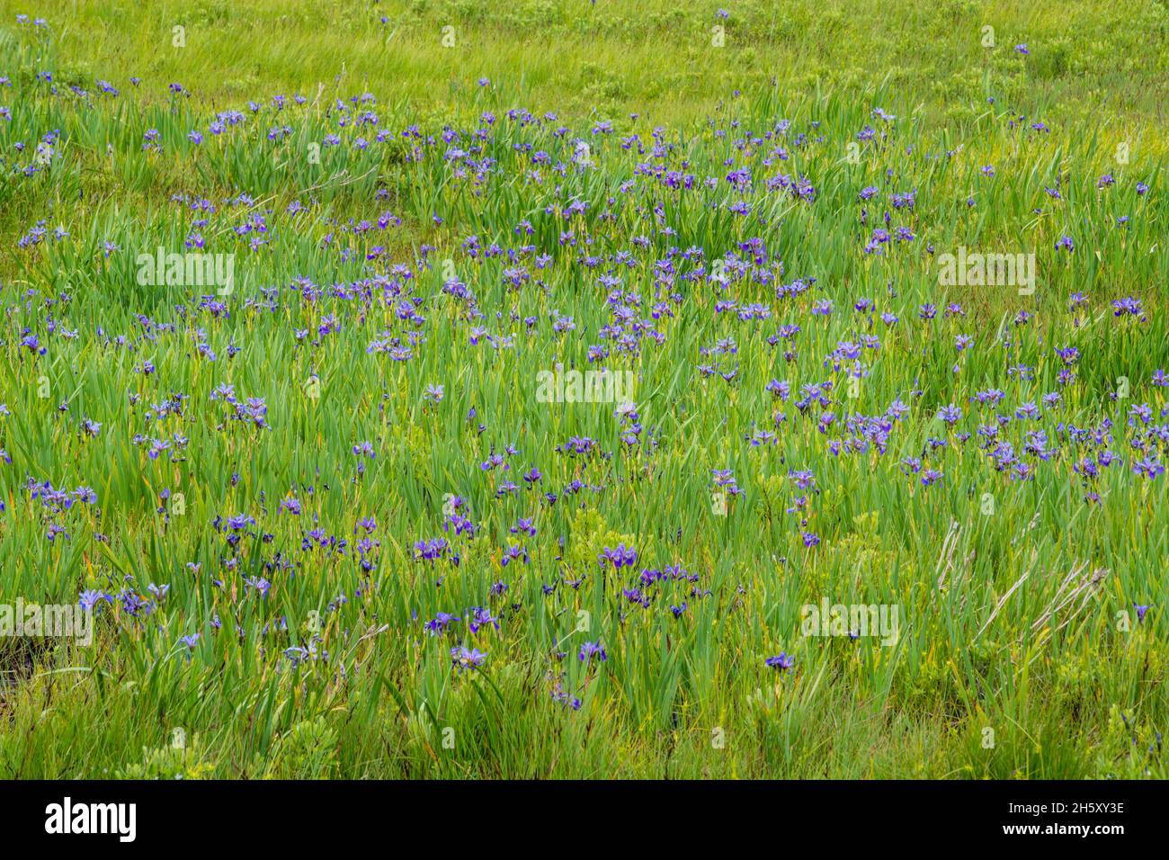 Drapeau bleu (Iris versicolor), Admiral's Cove, Terre-Neuve-et-Labrador, T.-N.-L., Canada Banque D'Images