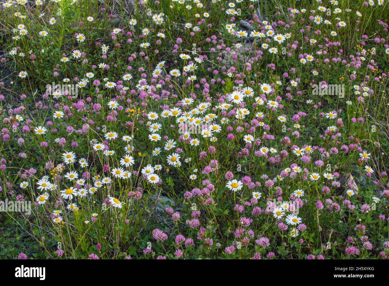 Marguerite d'Oxeye (Leucanthemum vulgare) et trèfle (Trifolium spp.), pont-jetée de l'île Pilley, Terre-Neuve-et-Labrador, T.-N.-L., Canada Banque D'Images