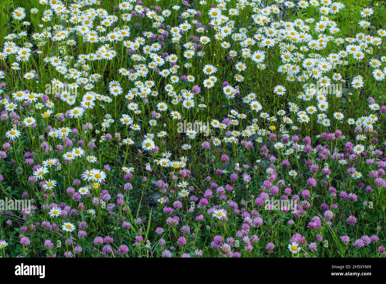 Marguerite d'Oxeye (Leucanthemum vulgare) et trèfle (Trifolium spp.), pont-jetée de l'île Pilley, Terre-Neuve-et-Labrador, T.-N.-L., Canada Banque D'Images