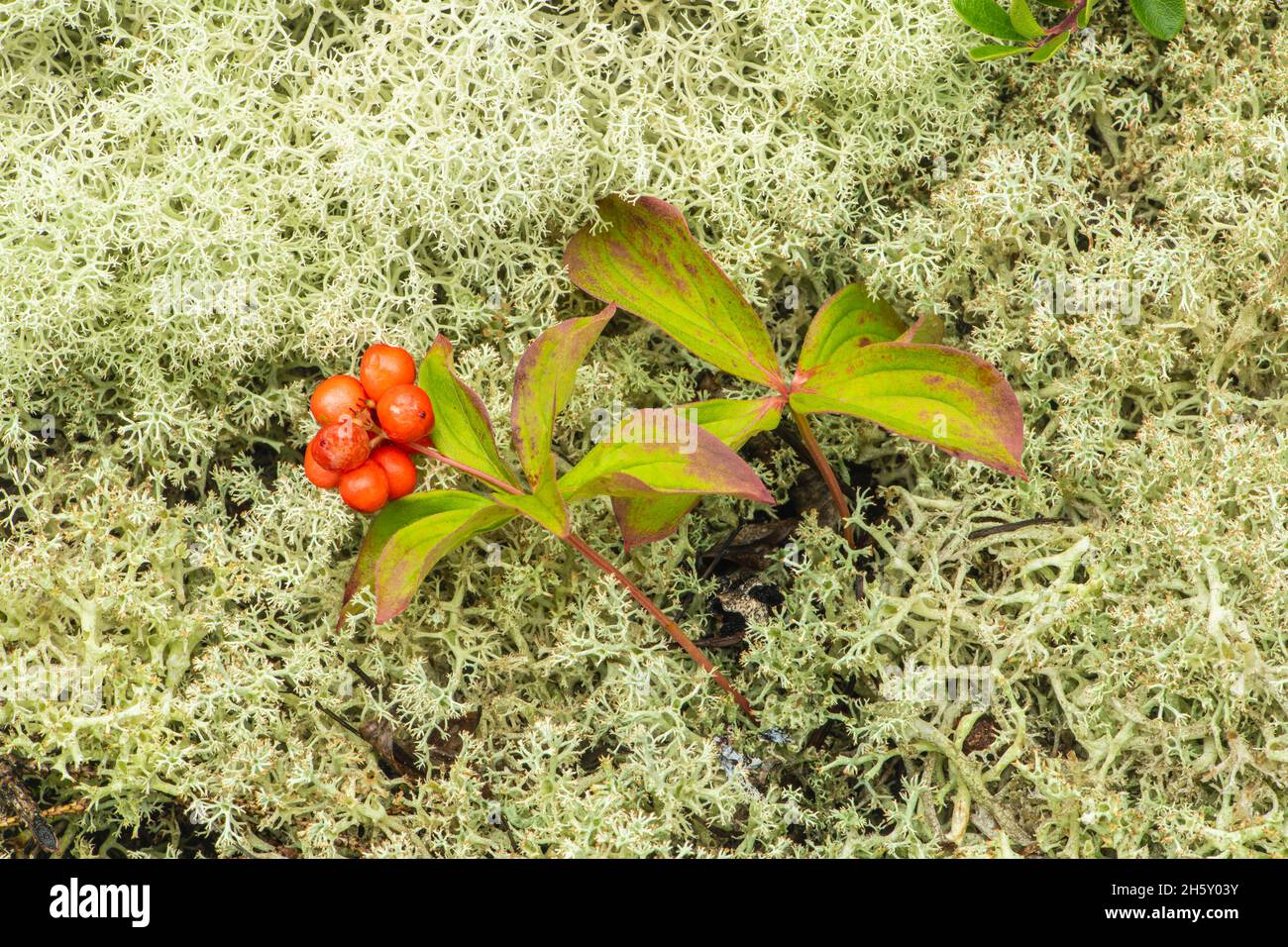 Sous-étage de la forêt boréale, baie de bec (Cornus canadensis) et lichens de rennes (Cladonia rangiferina), parc provincial Neys, Ontario, Canada Banque D'Images