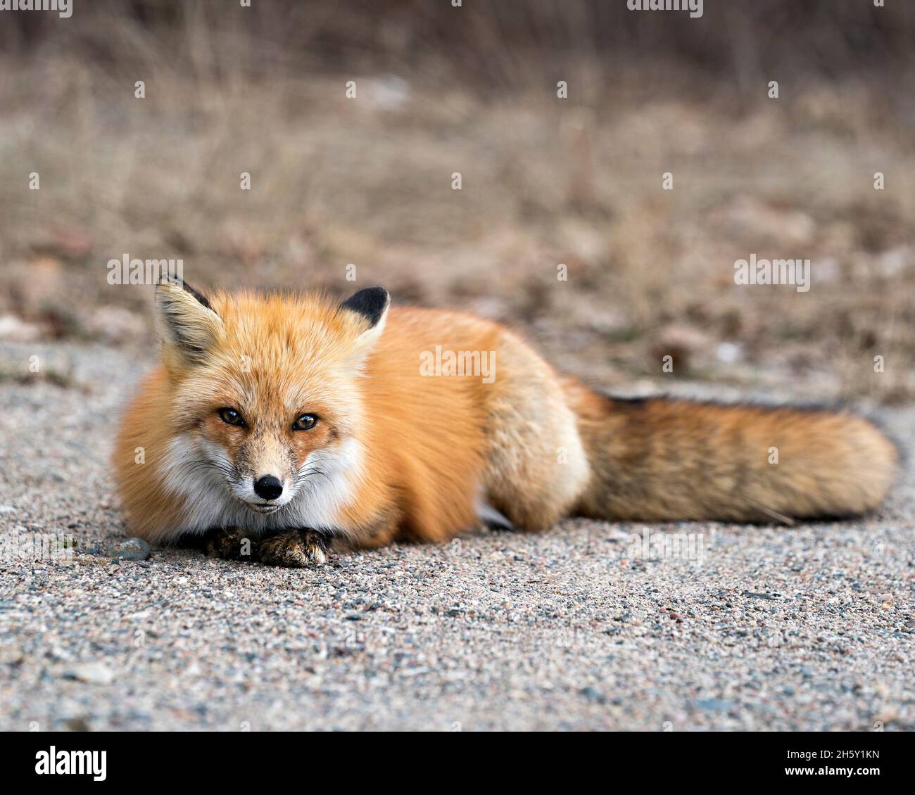 Red Fox gros plan profil vue au repos et regarder l'appareil photo au printemps avec un arrière-plan flou dans son environnement et son habitat. Fox image. Banque D'Images