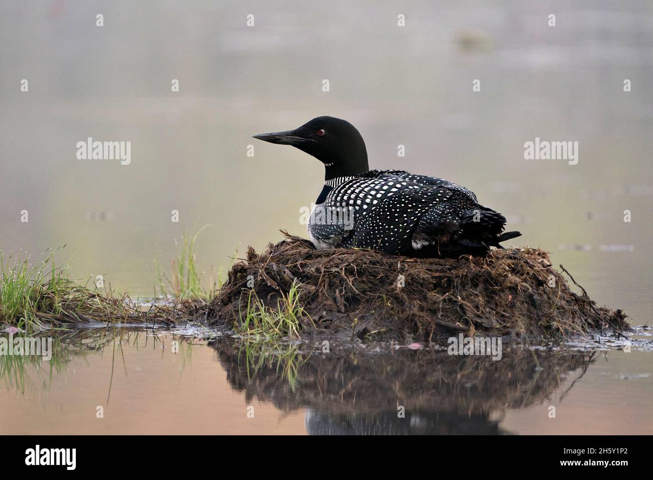 Le Loon commun nichant sur son nid avec des herbes de marais, de la boue et de l'eau au bord du lac, dans son habitat avec des yeux rouges, des plumes noires et blanches.Loon. Banque D'Images Le Loon commun nichant sur son nid avec des herbes de marais, de la boue et de l'eau au bord du lac, dans son habitat avec des yeux rouges, des plumes noires et blanches.Loon. Banque D'Images