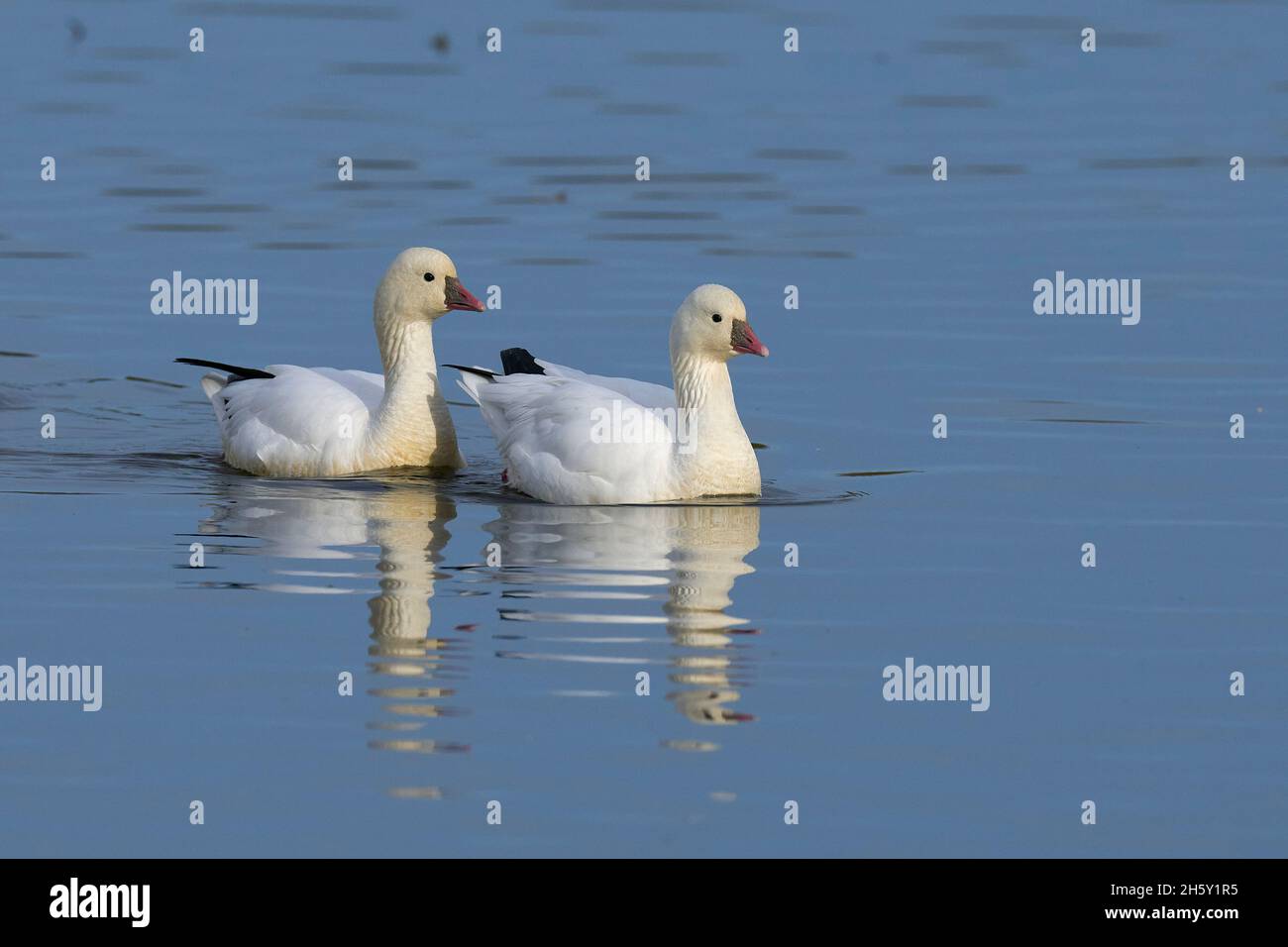 Ross's Goose (Anser rossii) 05 novembre 2021 Colusa County California USA Banque D'Images