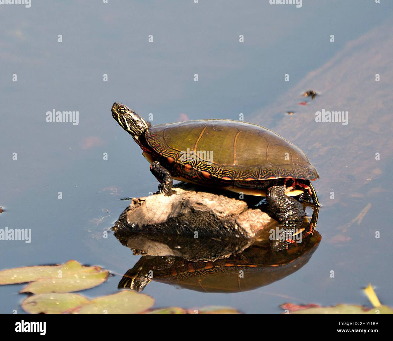 Tortue peinte reposant sur une bûche avec réflexion du corps et montrant sa carapace, sa tête, ses pattes dans son environnement et son habitat. Image de tortue. Photo. Banque D'Images