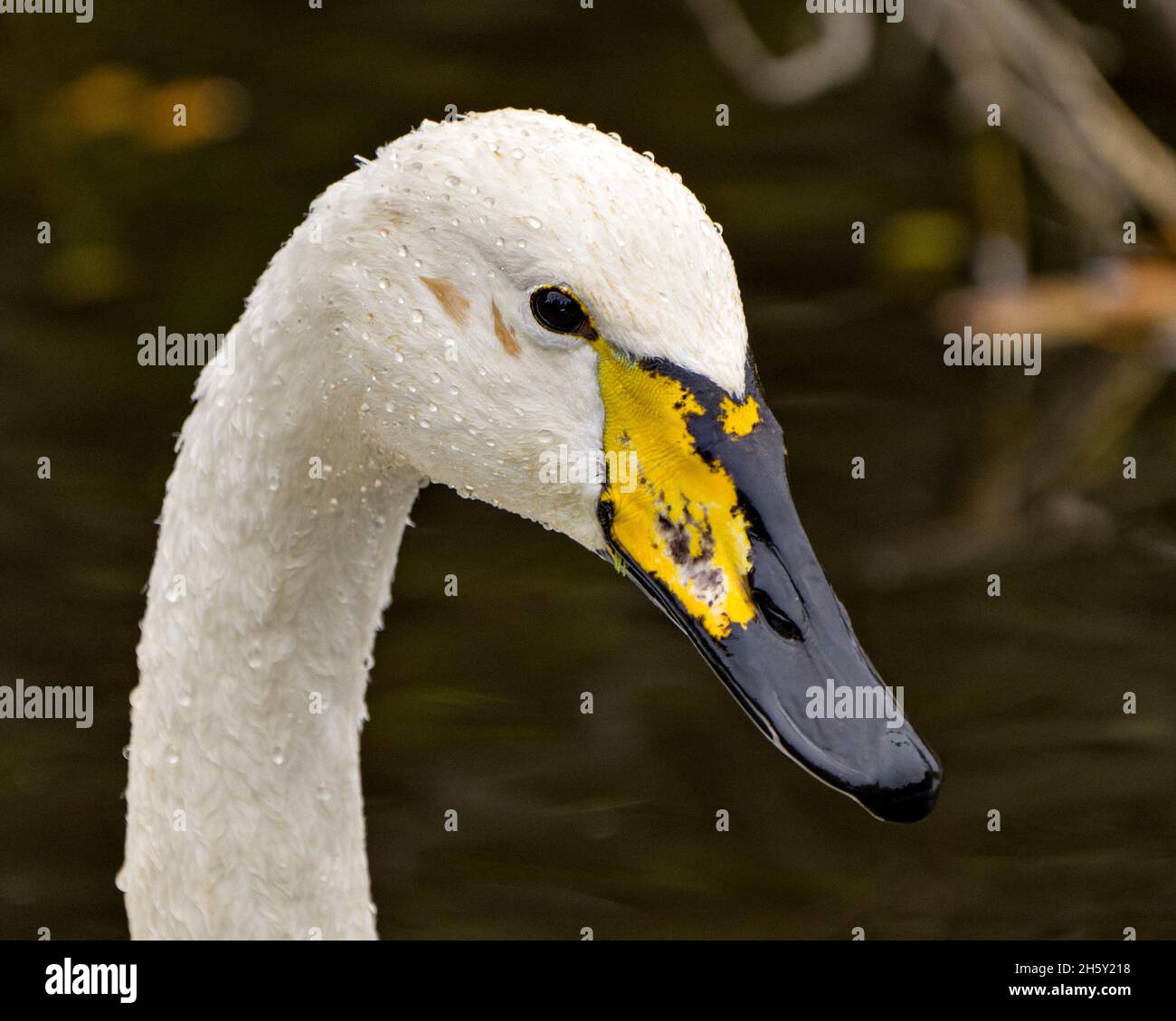 Swan Tundra tête tourné en gros plan vue profil avec un arrière-plan flou dans son environnement et son habitat environnant. Banque D'Images