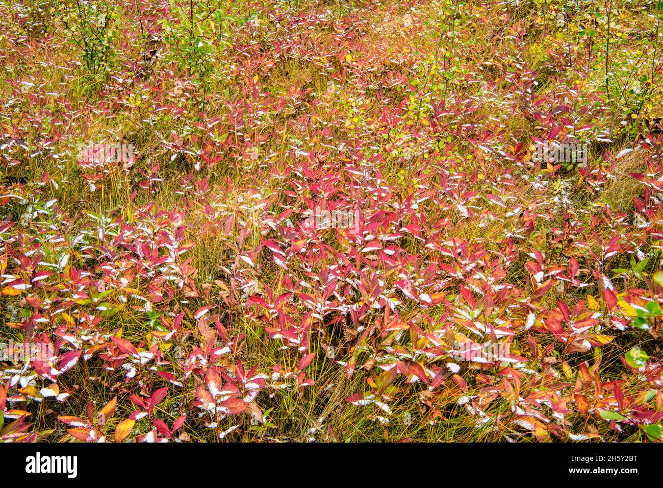 Feuilles de chèvrefeuille dans le sous-étage de la forêt d'Aspen avec de la neige fraîche à Muleshoe, parc national Banff, Alberta, Canada Banque D'Images