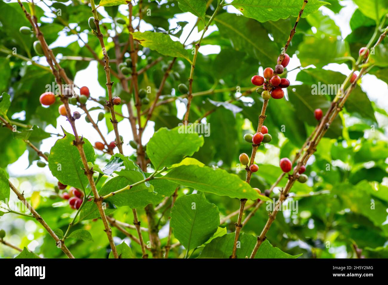 grains de café sur la branche Banque D'Images