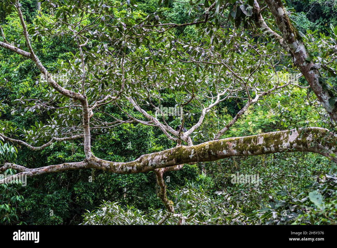 Arbre Ojé, Ficus Insifida. Banque D'Images