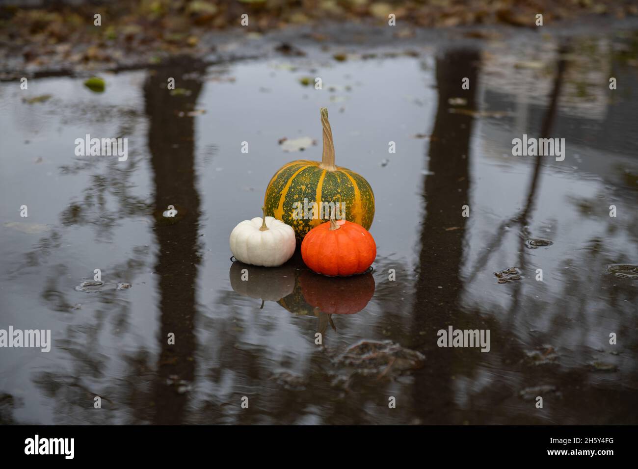 une belle citrouille se trouve dans une flaque après la pluie Banque D'Images
