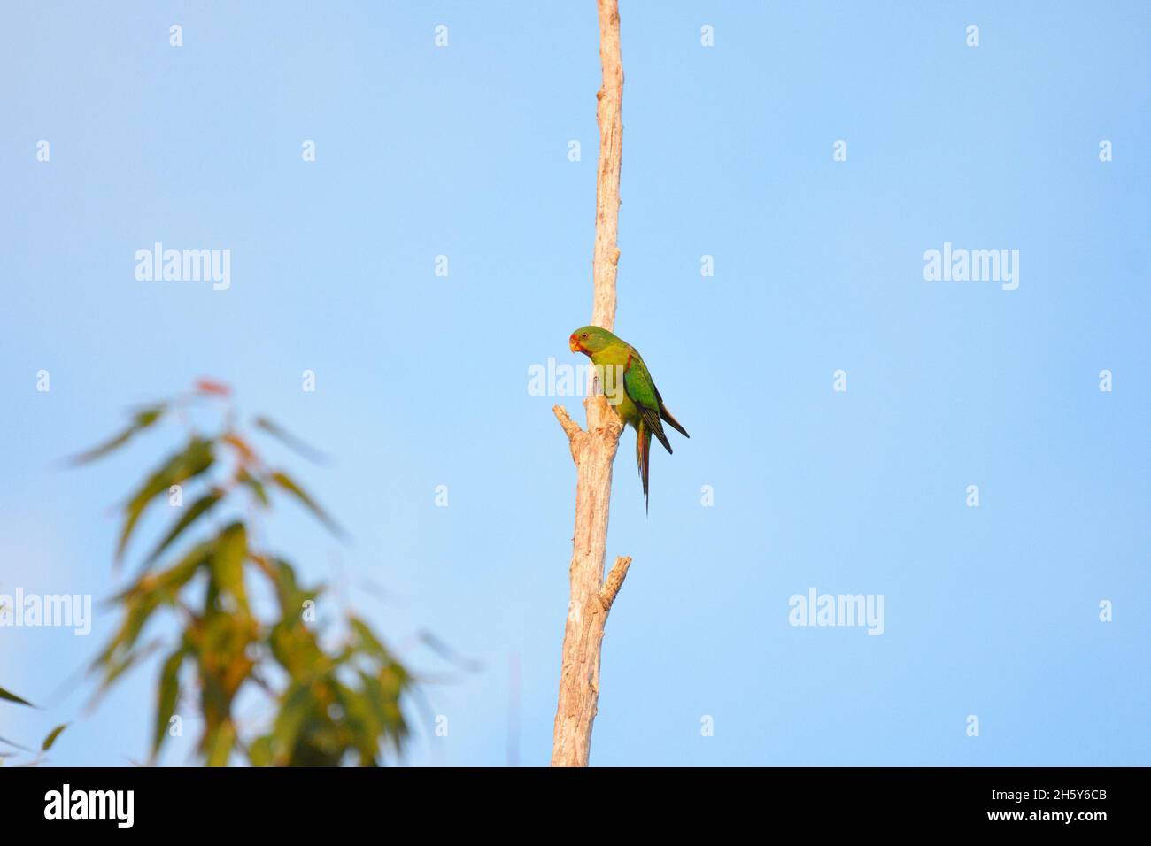 Un perroquet véloce en danger critique perché sur une branche d'arbre dans la nature en Nouvelle-Galles du Sud, Australie (Lathamus discolor) Banque D'Images