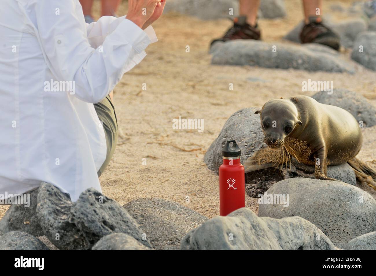 Curieux lion de mer étudiant la bouteille d'eau d'un touriste, parc national des îles Galapagos, San Cristobal, île de Lobos, Equateur Banque D'Images