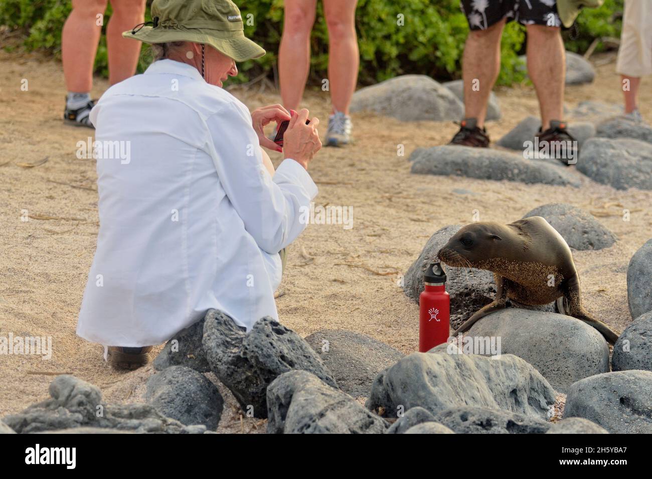 Curieux lion de mer étudiant la bouteille d'eau d'un touriste, parc national des îles Galapagos, San Cristobal, île de Lobos, Equateur Banque D'Images