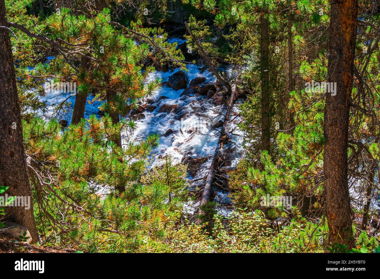 Sunwapta Falls conservation Area Jasper Alberta Canada en été Banque D'Images