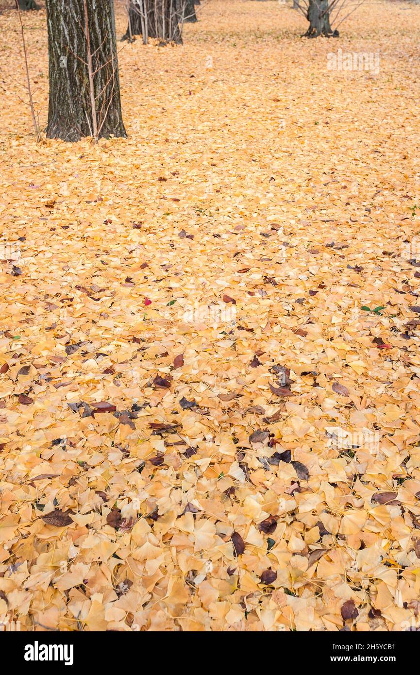 Une composition simple mais élégante un tapis de litière de feuilles dorées et des troncs d'arbre de l'arbre de Maidenhair, le plus ancien arbre sur terre à Nijo à Kyoto, au Japon. Banque D'Images