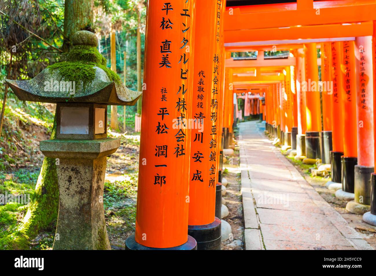 Le début de l'une des nombreuses portes de Torii ornant les nombreuses pistes de randonnée autour du sanctuaire de Fishimi Inari Taisha shinto à Kyoto, au Japon. Banque D'Images