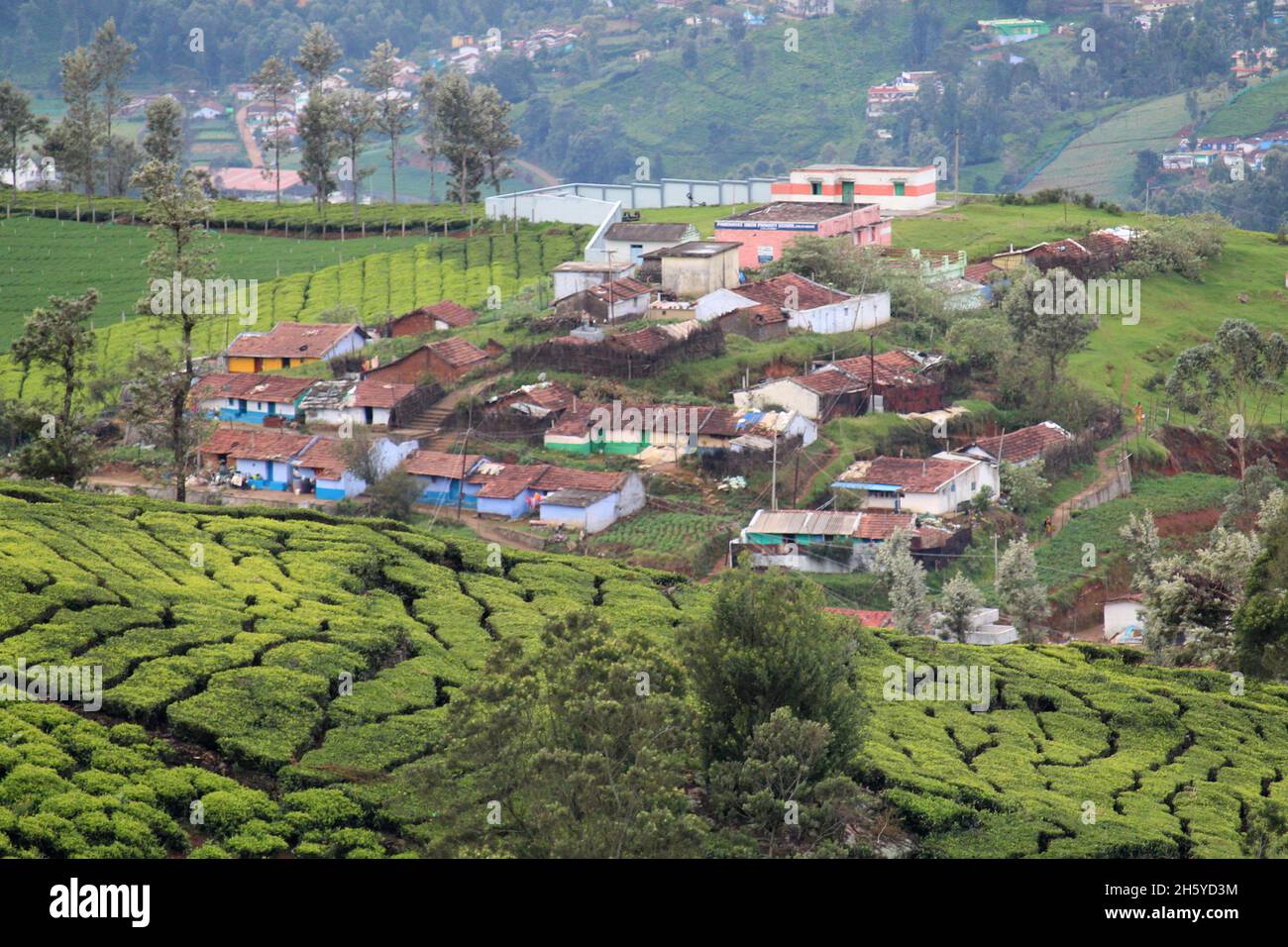 Hill colonies à la propriété de thé, Ooty, Tamil Nadu, inde Banque D'Images
